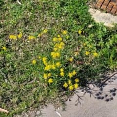 Senecio madagascariensis at Long Beach, NSW - 28 Aug 2022 01:11 PM