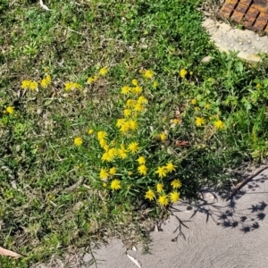 Senecio madagascariensis at Long Beach, NSW - 28 Aug 2022