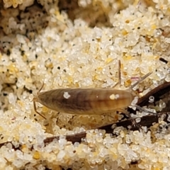 Amphipod (order Amphipoda, family Talitridae) at Narrawallee Bushcare - 28 Aug 2022 by trevorpreston