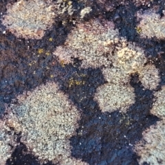 Unverified Lichen at Narrawallee, NSW - 28 Aug 2022 by trevorpreston