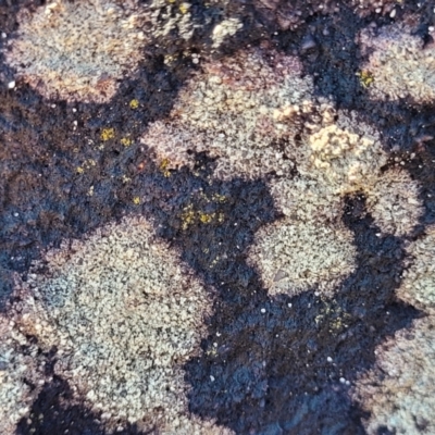 Unidentified Lichen at Narrawallee, NSW - 28 Aug 2022 by trevorpreston