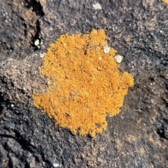 Unidentified Lichen at Narrawallee, NSW - 28 Aug 2022 by trevorpreston
