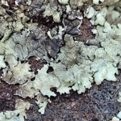 Unverified Lichen at Narrawallee, NSW - 28 Aug 2022 by trevorpreston