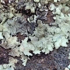 Unidentified Lichen (TBC) at Narrawallee, NSW - 28 Aug 2022 by trevorpreston