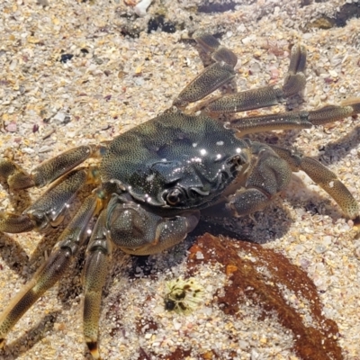 Unidentified Crab at Narrawallee, NSW - 28 Aug 2022 by trevorpreston