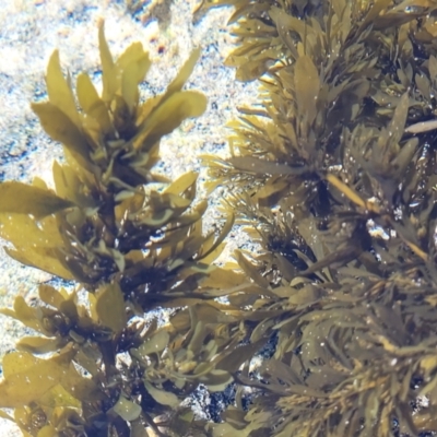 Sargassum sp. (genus) at Narrawallee, NSW - 28 Aug 2022 by trevorpreston