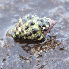 Morula marginalba (Mulberry shell/white lip castor bean) at Narrawallee, NSW - 28 Aug 2022 by trevorpreston