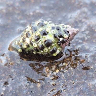 Morula marginalba (Mulberry shell/white lip castor bean) at Narrawallee, NSW - 28 Aug 2022 by trevorpreston