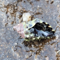 Tenguella marginalba at Narrawallee, NSW - 28 Aug 2022