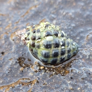 Tenguella marginalba at Narrawallee, NSW - 28 Aug 2022 11:05 AM