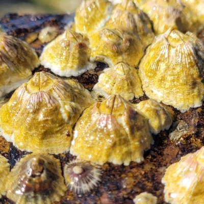 Tesseropora rosea (Rose-coloured Barnacle) at Narrawallee, NSW - 28 Aug 2022 by trevorpreston