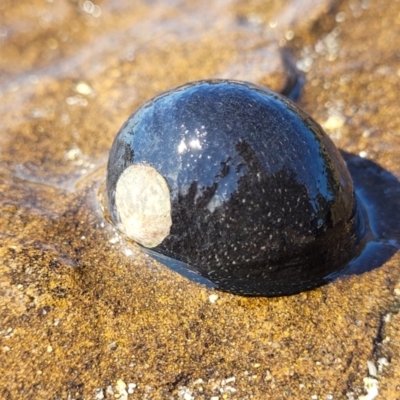 Nerita melanotragus (Black Nerite) - NatureMapr Australia