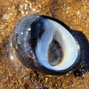 Nerita melanotragus at Narrawallee, NSW - 28 Aug 2022