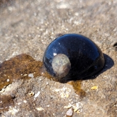 Nerita melanotragus at Narrawallee, NSW - 28 Aug 2022