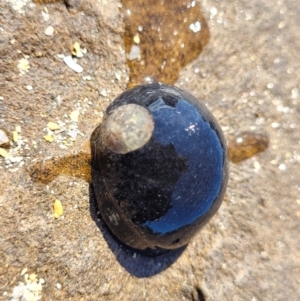 Nerita melanotragus at Narrawallee, NSW - 28 Aug 2022 11:01 AM