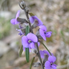 Hovea heterophylla (Common Hovea) at Forde, ACT - 28 Aug 2022 by MatthewFrawley