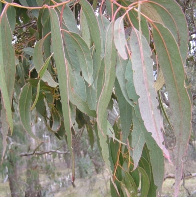 Eucalyptus goniocalyx (Bundy Box) at Mulligans Flat - 28 Aug 2022 by MatthewFrawley