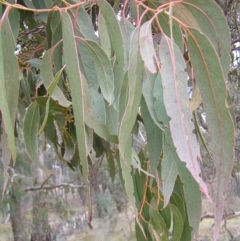 Eucalyptus goniocalyx (Bundy Box) at Throsby, ACT - 28 Aug 2022 by MatthewFrawley