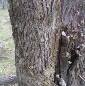 Eucalyptus goniocalyx at Throsby, ACT - 28 Aug 2022