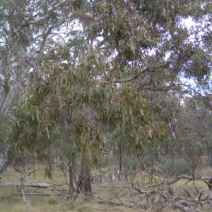 Eucalyptus goniocalyx at Mulligans Flat - 28 Aug 2022