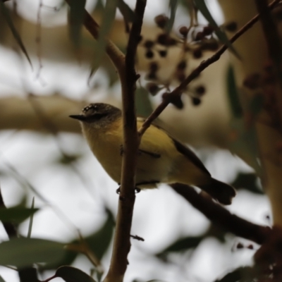 Acanthiza chrysorrhoa (Yellow-rumped Thornbill) at Molonglo River Reserve - 28 Aug 2022 by JimL