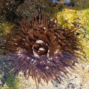 Aulactinia veratra at Narrawallee, NSW - 28 Aug 2022