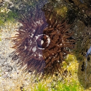 Aulactinia veratra at Narrawallee, NSW - 28 Aug 2022