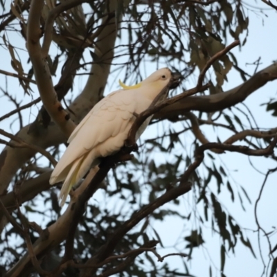 Cacatua galerita (Sulphur-crested Cockatoo) at Molonglo Valley, ACT - 28 Aug 2022 by JimL