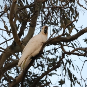 Cacatua galerita at Molonglo Valley, ACT - 28 Aug 2022 05:34 PM