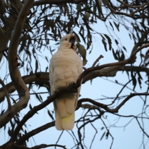 Cacatua galerita at Molonglo Valley, ACT - 28 Aug 2022 05:34 PM