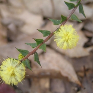 Acacia gunnii at Throsby, ACT - 28 Aug 2022