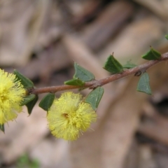 Acacia gunnii at Throsby, ACT - 28 Aug 2022