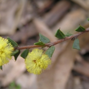 Acacia gunnii at Throsby, ACT - 28 Aug 2022 02:00 PM