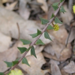 Acacia gunnii at Throsby, ACT - 28 Aug 2022 02:00 PM