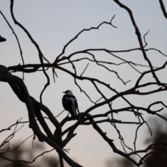 Gymnorhina tibicen (Australian Magpie) at Molonglo River Reserve - 28 Aug 2022 by JimL