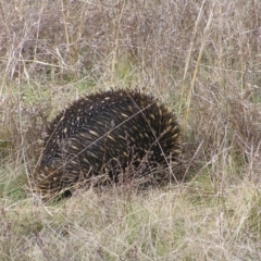 Tachyglossus aculeatus (Short-beaked Echidna) at Mulligans Flat - 28 Aug 2022 by MatthewFrawley