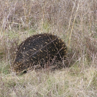 Tachyglossus aculeatus (Short-beaked Echidna) at Throsby, ACT - 28 Aug 2022 by MatthewFrawley