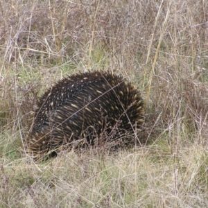 Tachyglossus aculeatus at Throsby, ACT - 28 Aug 2022