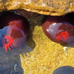 Actinia tenebrosa at Narrawallee, NSW - 28 Aug 2022 10:57 AM