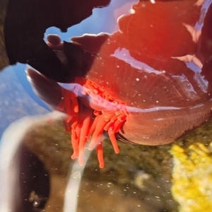 Actinia tenebrosa at Narrawallee, NSW - 28 Aug 2022 10:57 AM