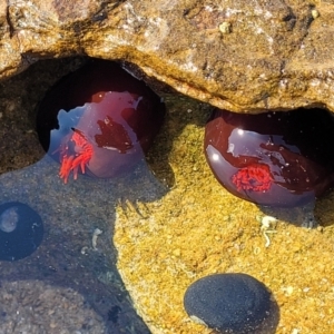 Actinia tenebrosa at Narrawallee, NSW - 28 Aug 2022 10:57 AM