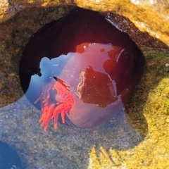 Actinia tenebrosa at Narrawallee, NSW - 28 Aug 2022 10:57 AM