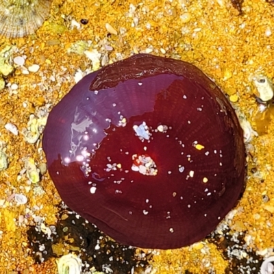 Actinia tenebrosa (Red Waratah Anemone) at Narrawallee, NSW - 28 Aug 2022 by trevorpreston