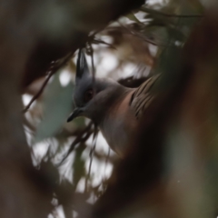 Ocyphaps lophotes (Crested Pigeon) at Molonglo River Reserve - 28 Aug 2022 by JimL