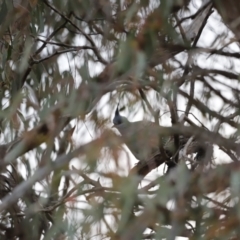 Ocyphaps lophotes at Molonglo Valley, ACT - 28 Aug 2022