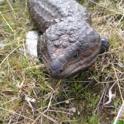 Tiliqua rugosa (Shingleback Lizard) at Throsby, ACT - 28 Aug 2022 by MatthewFrawley