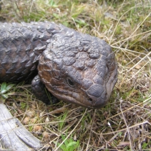 Tiliqua rugosa at Throsby, ACT - 28 Aug 2022