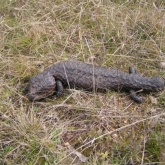 Tiliqua rugosa at Throsby, ACT - 28 Aug 2022