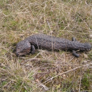 Tiliqua rugosa at Throsby, ACT - 28 Aug 2022 02:23 PM