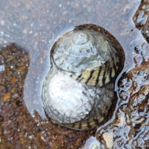 Bembicium nanum at Narrawallee, NSW - 28 Aug 2022